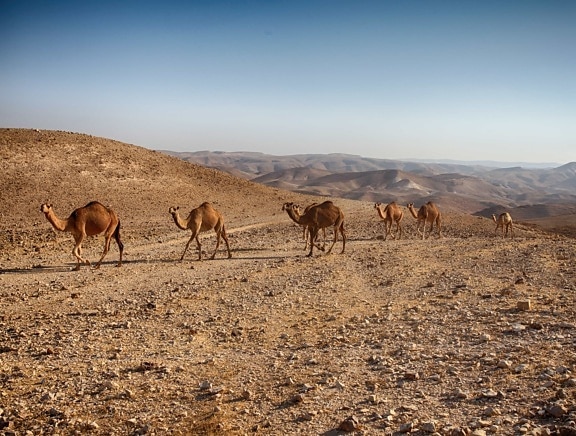 Gujarat landscape (6)